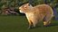 3D Capybara Walking Pose Fur