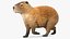 3D Capybara Walking Pose Fur