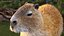 3D Capybara Walking Pose Fur
