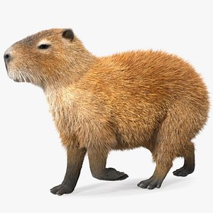 Capybara Walking Pose Fur
