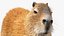 3D Capybara Walking Pose Fur