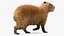 3D Capybara Walking Pose Fur