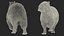 3D Capybara Walking Pose Fur