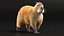 3D Capybara Walking Pose Fur