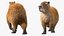 3D Capybara Walking Pose Fur