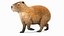 3D Capybara Walking Pose Fur