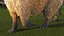 3D Capybara Walking Pose Fur