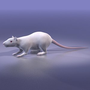 rat white 3d model