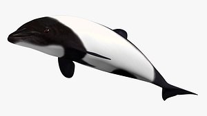 commerson s dolphin 3D model