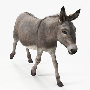 Short-Haired Pack Donkey Fur Rigged for Maya 3D