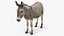 Pelagem de burro de carga de pelo curto, adaptada para Maya.