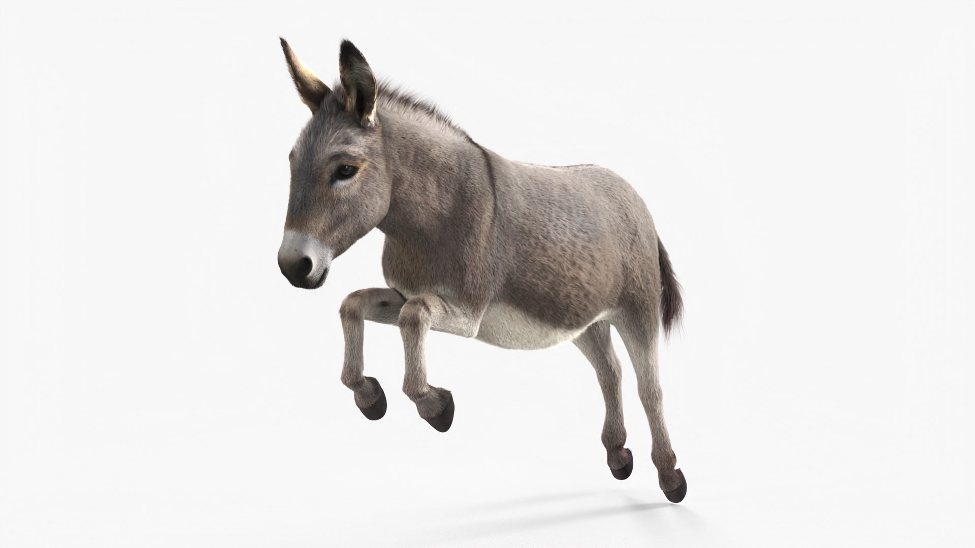 Short-Haired Pack Donkey Fur Rigged for Maya 3D https://p.turbosquid.com/ts-thumb/9E/SJvcka/Ri/shorthaired_pack_donkey_fur_rigged_009/jpg/1762554042/1920x1080/fit_q87/380dbc67deada820c7932c2f6c6bbdcdd6dab121/shorthaired_pack_donkey_fur_rigged_009.jpg