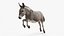 Pelagem de burro de carga de pelo curto, adaptada para Maya.