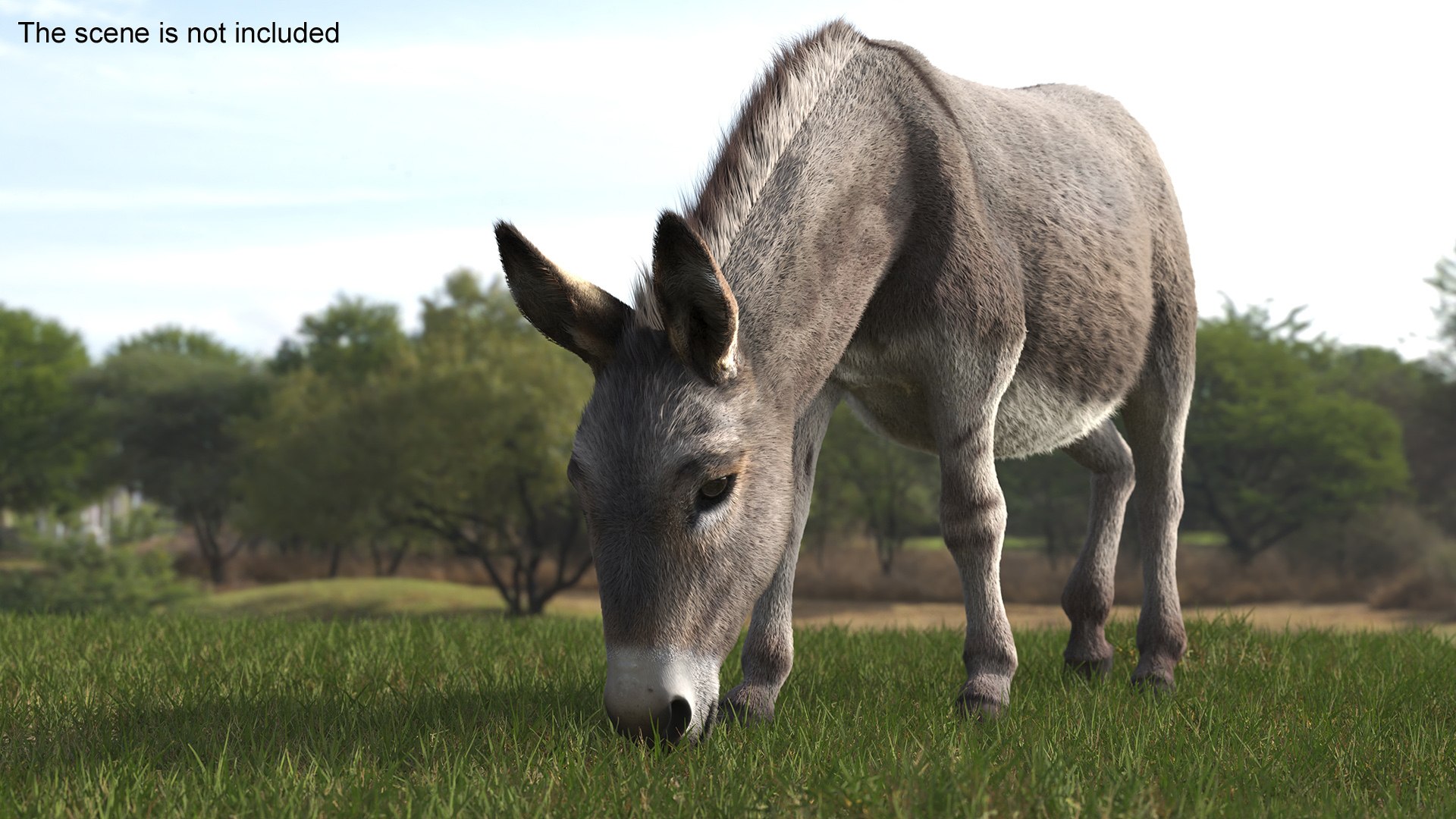 Short-Haired Pack Donkey Fur Rigged for Maya 3D https://p.turbosquid.com/ts-thumb/9E/SJvcka/W3/shorthaired_pack_donkey_fur_rigged_006/jpg/1762554033/1920x1080/fit_q87/303559eda52df9d254b39642d8ef38266c36b155/shorthaired_pack_donkey_fur_rigged_006.jpg