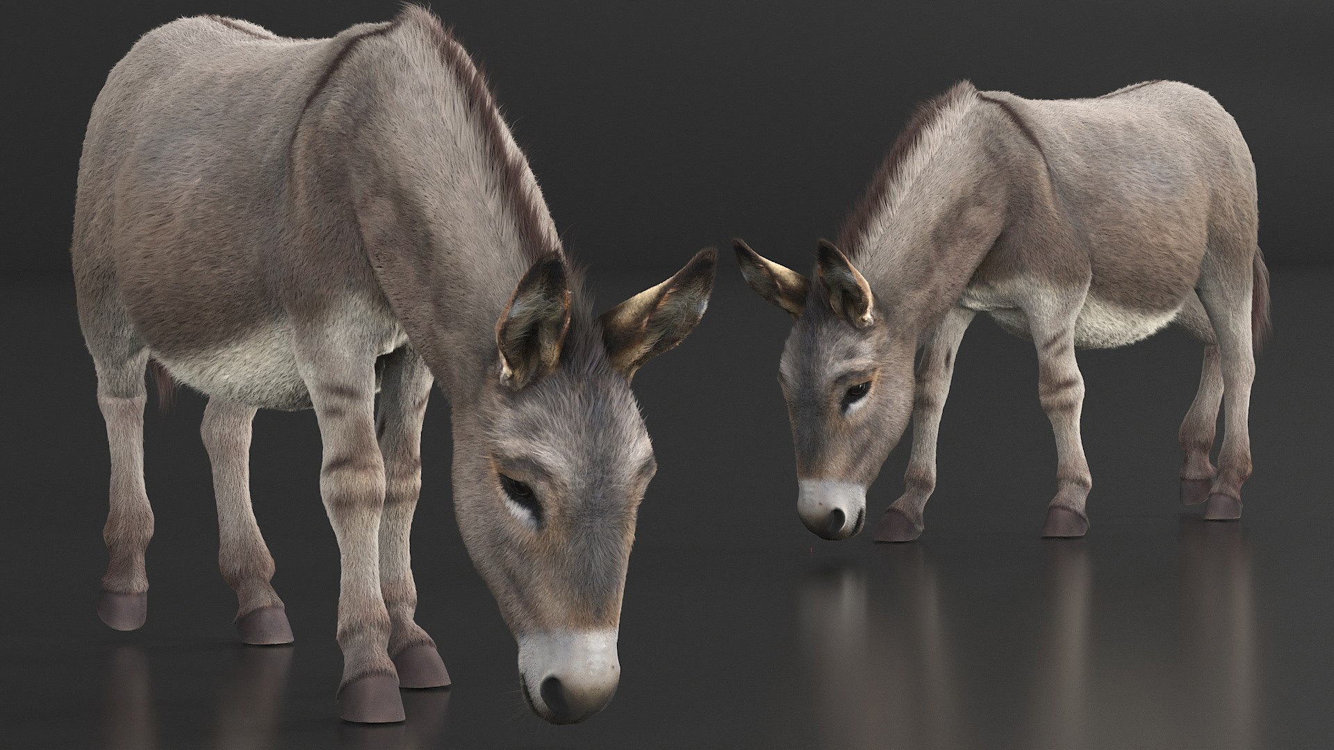 Short-Haired Pack Donkey Fur Rigged for Maya 3D https://p.turbosquid.com/ts-thumb/9E/SJvcka/aN/shorthaired_pack_donkey_fur_rigged_008/jpg/1762554039/1920x1080/fit_q87/9c1743db709decb3c6e5d525feb2942474a515ae/shorthaired_pack_donkey_fur_rigged_008.jpg