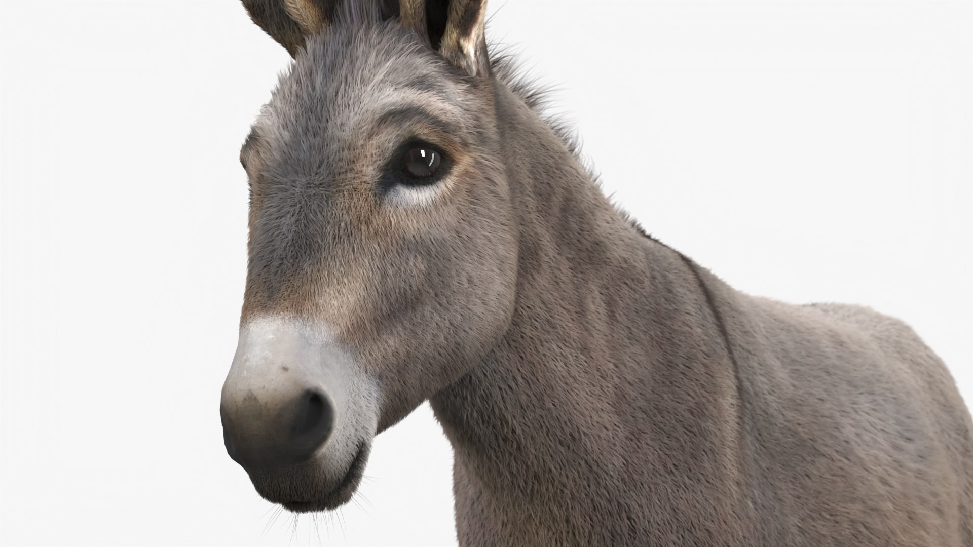Short-Haired Pack Donkey Fur Rigged for Maya 3D https://p.turbosquid.com/ts-thumb/9E/SJvcka/ms/shorthaired_pack_donkey_fur_rigged_013/jpg/1762554057/1920x1080/fit_q87/88c7526cc772654be28521d299aeffd03d66f2fb/shorthaired_pack_donkey_fur_rigged_013.jpg