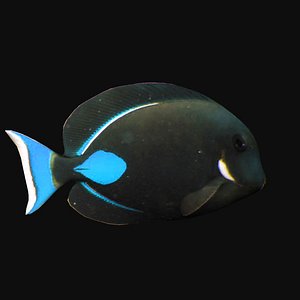 achilles tang blue 3D