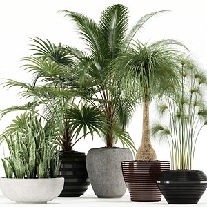Plants collection 103
