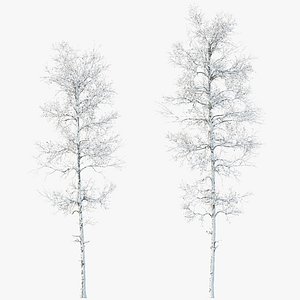 AV Plants Populus Tremuloides Winter Snow