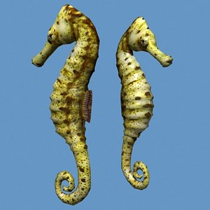 hippocampus