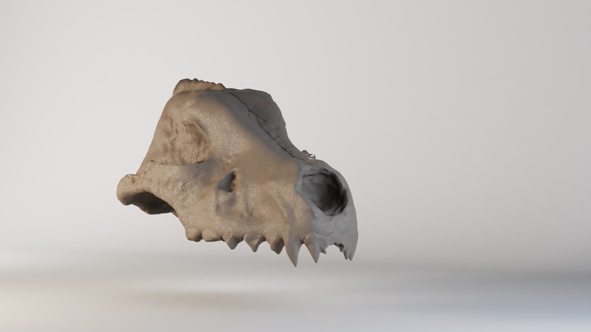 3D Wolfskull - TurboSquid 1863254