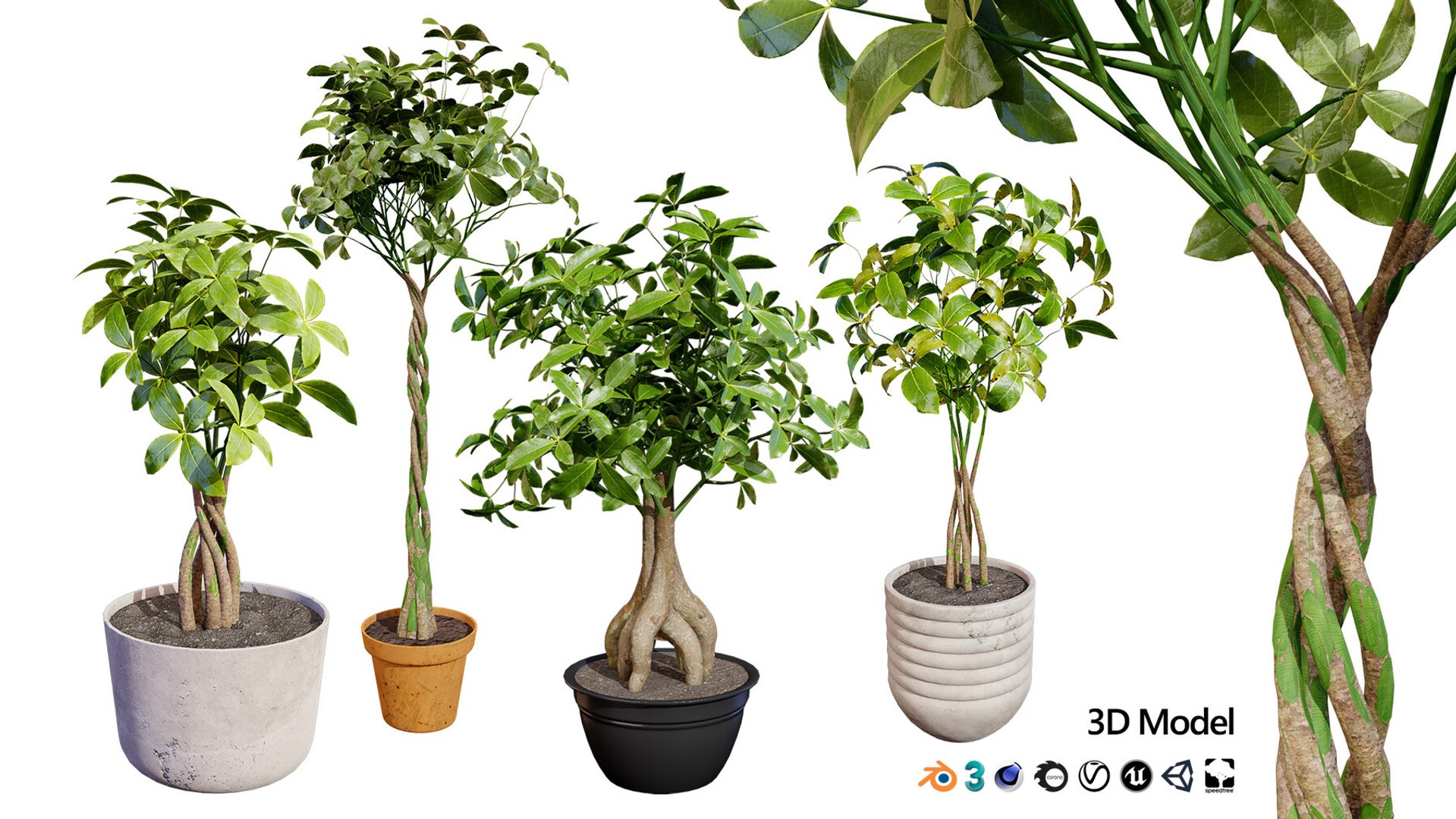 Realistic Low-Poly Indoor Plants 3d collection model https://p.turbosquid.com/ts-thumb/9F/StaDd3/N8/guianachestnut3dmodel01/jpg/1728517394/1920x1080/fit_q87/d776e314c94f56bf316074abdfaf273a5949ed11/guianachestnut3dmodel01.jpg