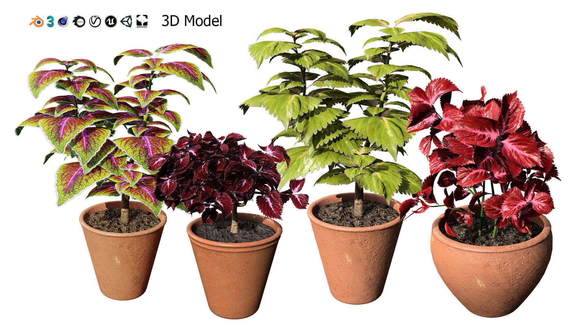 Realistic Low-Poly Indoor Plants 3d collection model https://p.turbosquid.com/ts-thumb/9F/StaDd3/Ot/pottedcoleusplant3dmodel01/jpg/1728517345/1920x1080/fit_q87/88ff92ce9ff3129d4c9b7a0158081c4d54b33b8b/pottedcoleusplant3dmodel01.jpg