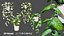 Realistic Low-Poly Indoor Plants 3d collection model