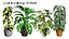 Realistic Low-Poly Indoor Plants 3d collection model