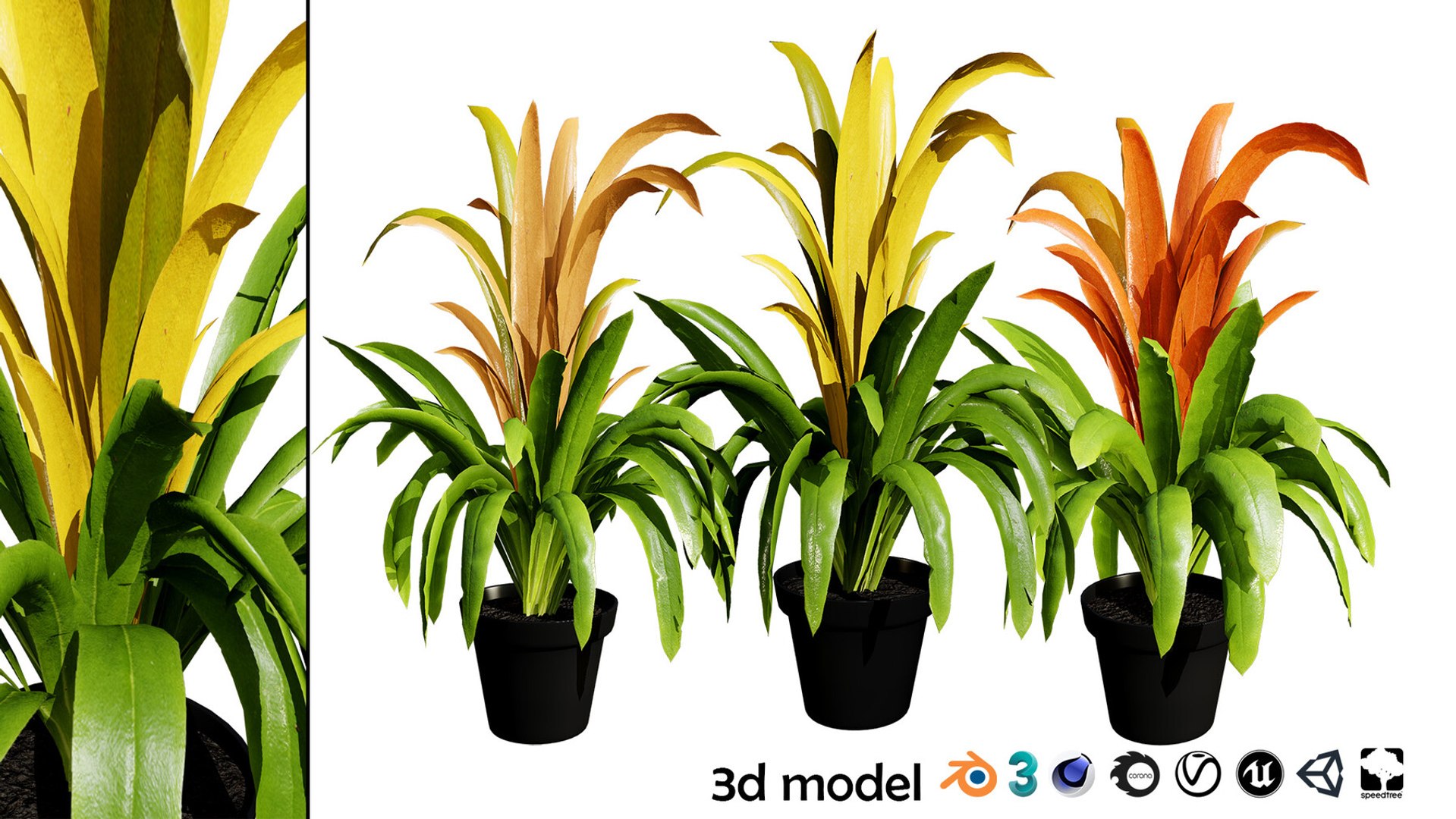 Realistic Low-Poly Indoor Plants 3d collection model https://p.turbosquid.com/ts-thumb/9F/StaDd3/qX/bromeliadwith3variations01/jpg/1728517311/1920x1080/fit_q87/9bf119a50a16b2925cf4e85cb8b384792bdd6c5c/bromeliadwith3variations01.jpg