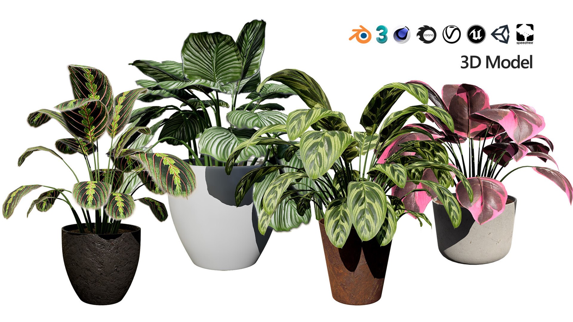 Realistic Low-Poly Indoor Plants 3d collection model https://p.turbosquid.com/ts-thumb/9F/StaDd3/zM/prayerplant3dmodel01/jpg/1728517387/1920x1080/fit_q87/8195f11d8c686156088399e1d823c53a296a10e3/prayerplant3dmodel01.jpg