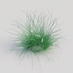 Pennisetum alopecuroides 'Hameln'