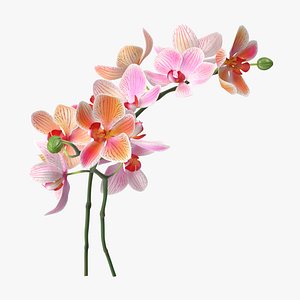 orchid - c4d