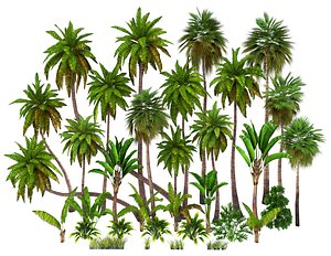 palms bark trees 3D