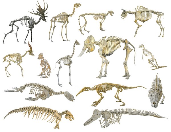 Skeletons of animals HD