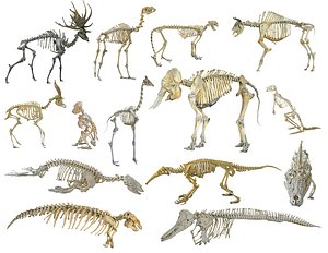Skeletons of animals HD
