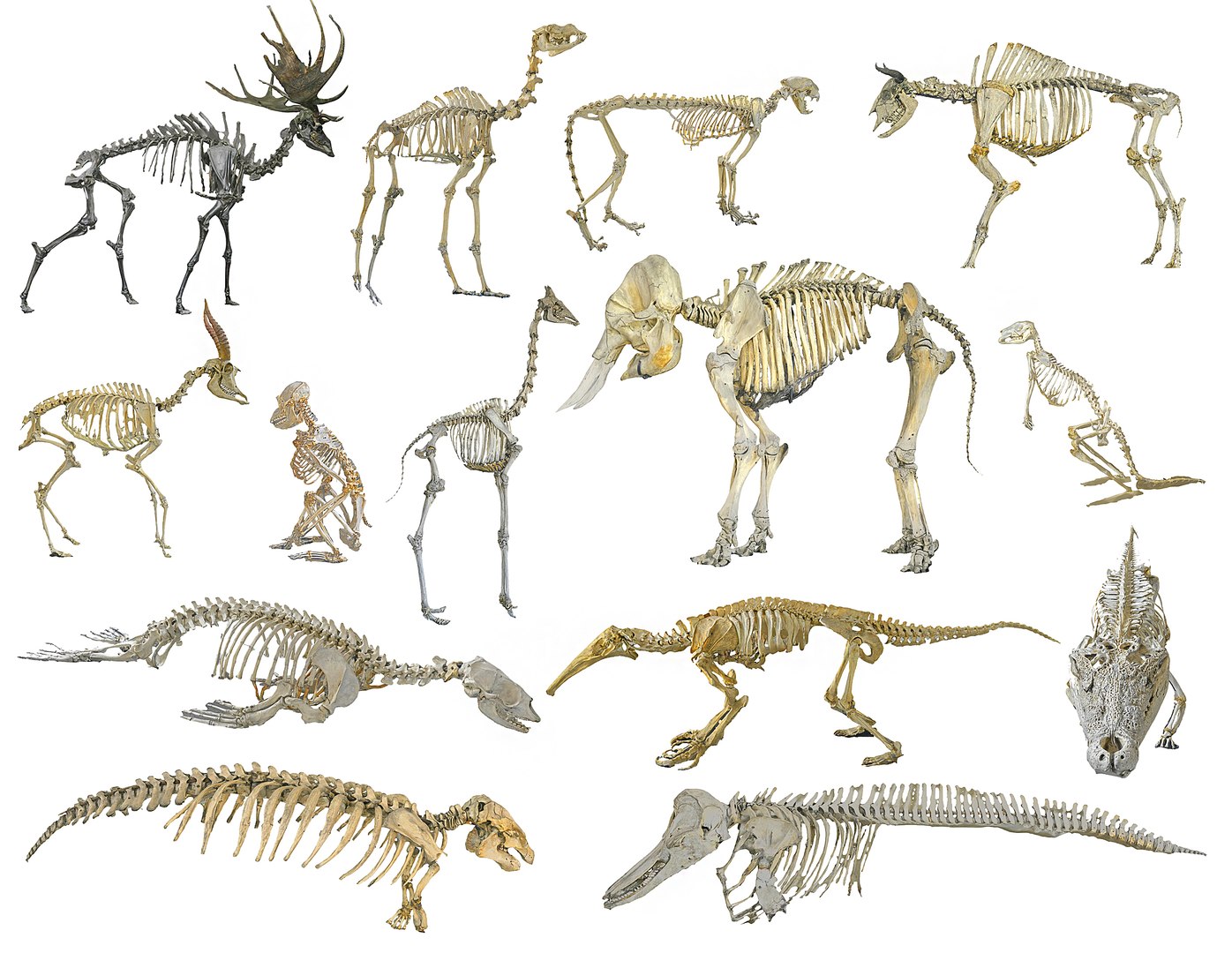 3D Model Alpaca Skeleton - TurboSquid 1879123