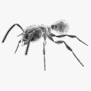 Red Fire Ant - Solenopsis Invicta Electronic Microscope (Deluxe)