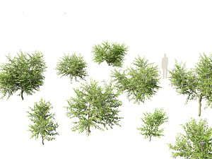 3D model Duranta repens - Pigeon berry