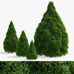 Picea glauca Conica