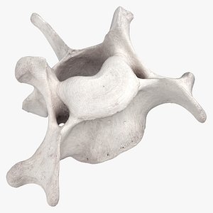 Bear Ursus Cervical Vertebrae C5