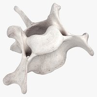 Bear Ursus Cervical Vertebrae C5