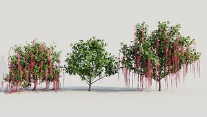 3D model Barringtonia Acutangula d