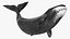 Sea Animal Bowhead Whale Rigged 3D model