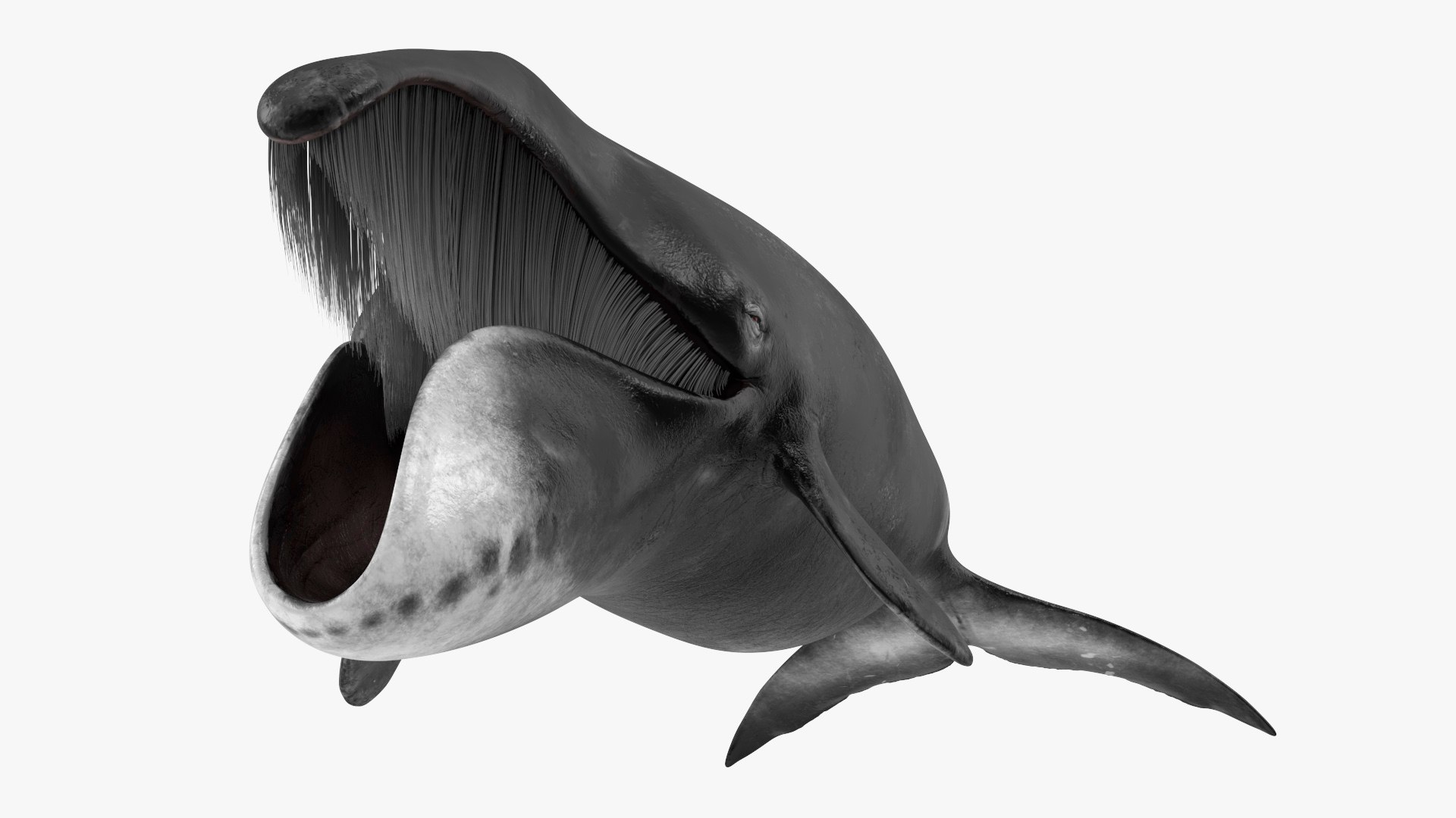 Sea Animal Bowhead Whale Rigged 3D model https://p.turbosquid.com/ts-thumb/9G/AsrYv6/kK/reproduction__sea_animal_bowhead_whale_rigged_002/jpg/1711027063/1920x1080/fit_q87/3796ee431ce3108cae36ca79fe521c1d2df4d380/reproduction__sea_animal_bowhead_whale_rigged_002.jpg