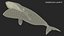 Sea Animal Bowhead Whale Rigged 3D model