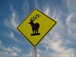 Elk Crossing Road Sign