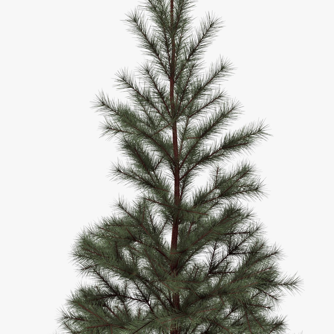conifer 019 max https://p.turbosquid.com/ts-thumb/9G/F5EA9e/5VtqbQOW/04/jpg/1406633967/1920x1080/fit_q87/53a7b7dfa0b09ca1cf9fca22e0c5c6e2f8c81d32/04.jpg
