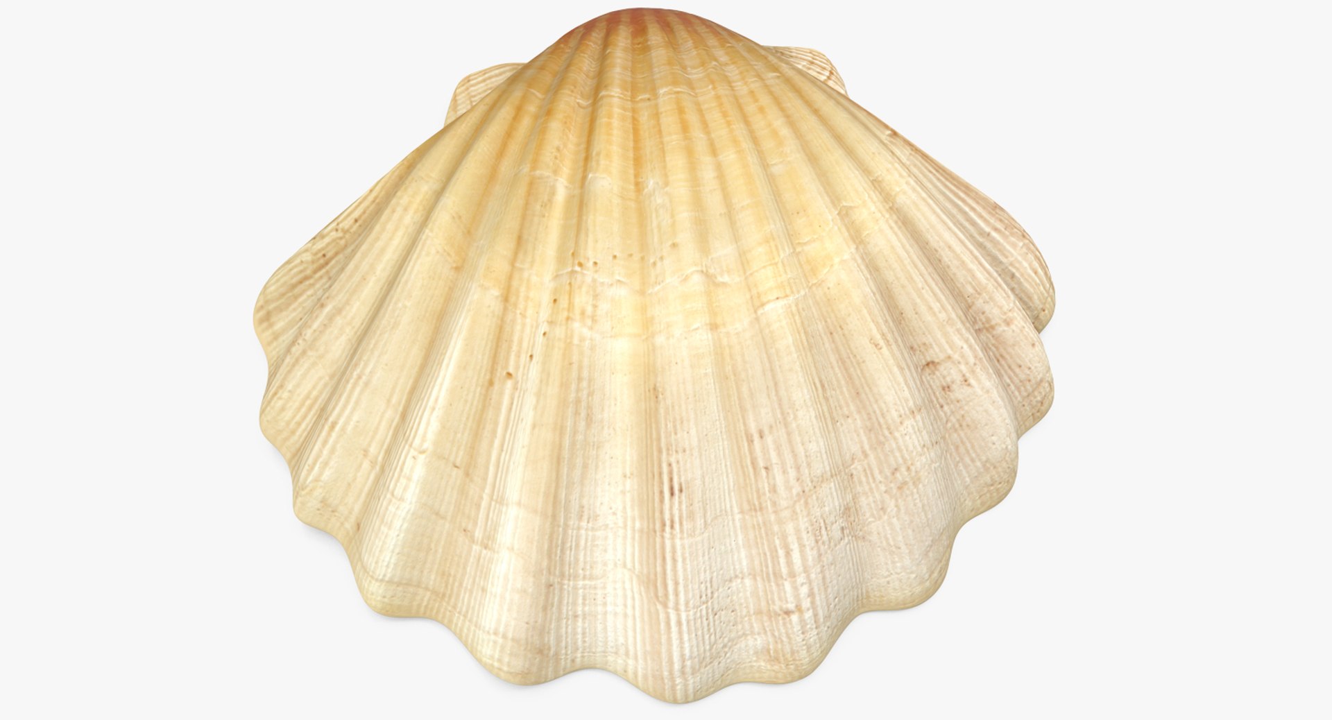 Sea Shell 2 3D model preview