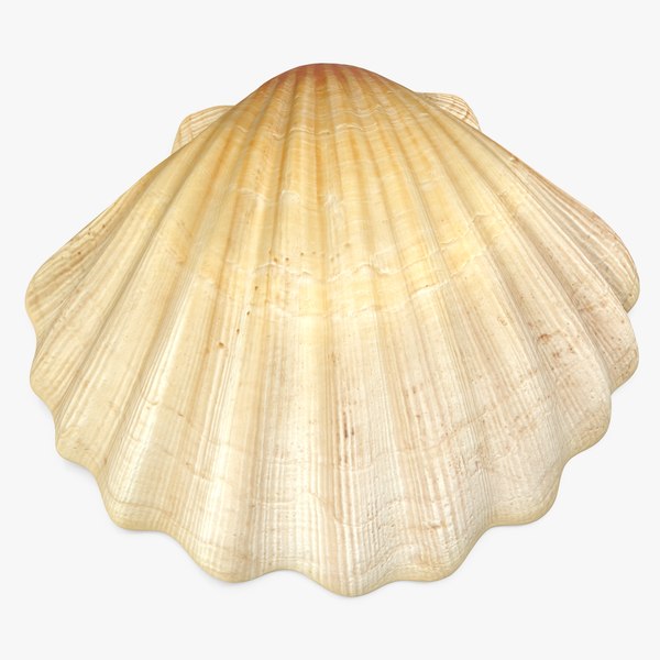 3D sea shell model - TurboSquid 1543020